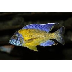 Aulonocara steveni blue neon - 6 - 7 cm