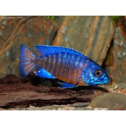 Aulonocara stuargrandi - 3 - 4 cm
