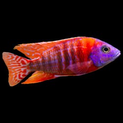 Aulonocara stuartgranti red flash - 3 - 4 cm