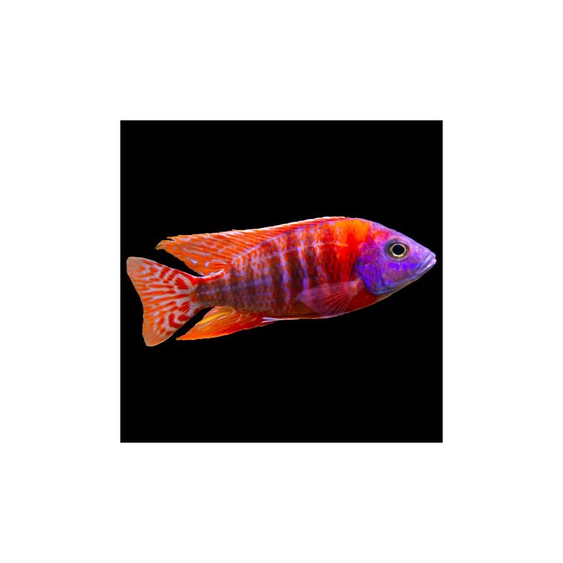 Aulonocara stuartgranti red flash - 3 - 4 cm