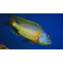 Buccochromis rhoadesii yellow - 4 - 5 cm
