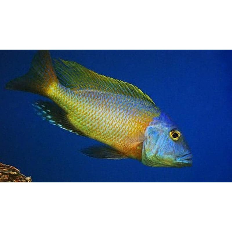 Buccochromis rhoadesii yellow - 4 - 5 cm