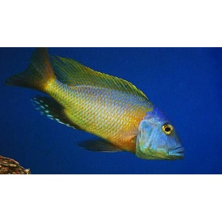 Buccochromis rhoadesii yellow - 4 - 5 cm