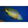 Buccochromis rhoadesii yellow - 4 - 5 cm