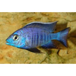 Copadichromis azureus - 2 - 3 cm