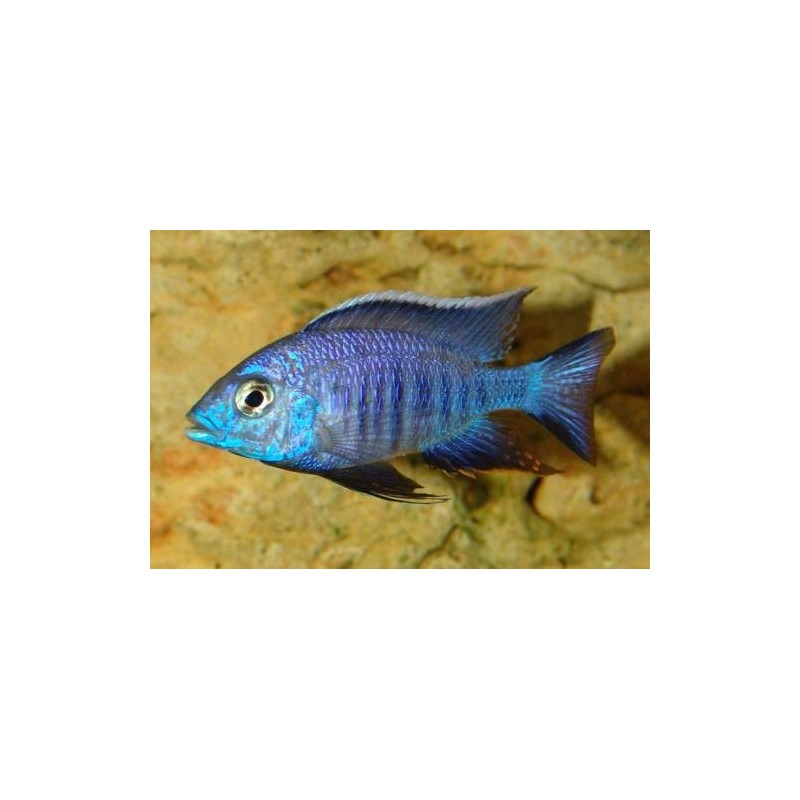 Copadichromis azureus - 2 - 3 cm