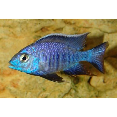 Copadichromis azureus - 2 - 3 cm