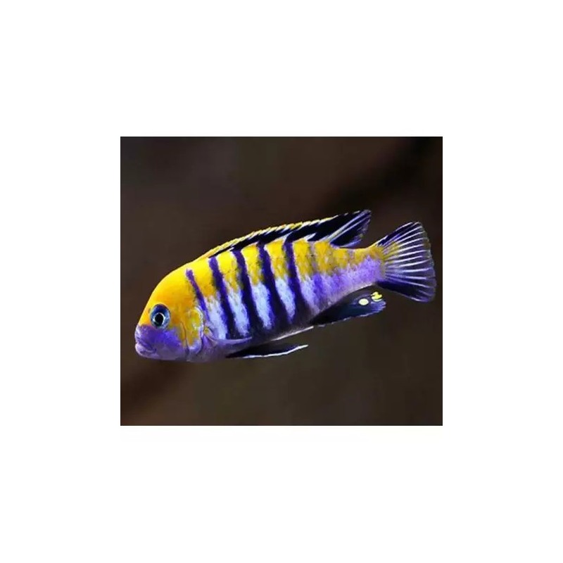 Cynothilapia afra cobue true - 4 - 5 cm