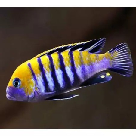 Cynothilapia afra cobue true - 4 - 5 cm
