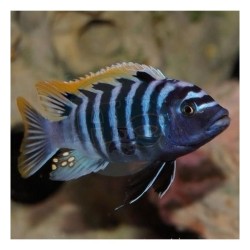 Cynotilapia afra - 5 - 6 cm
