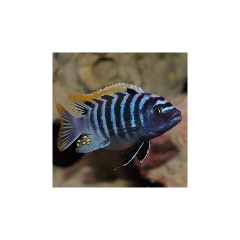 Cynotilapia afra - 5 - 6 cm