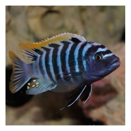 Cynotilapia afra - 5 - 6 cm