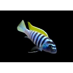 Cynotilapia afra jalo reef - 3 - 4 cm