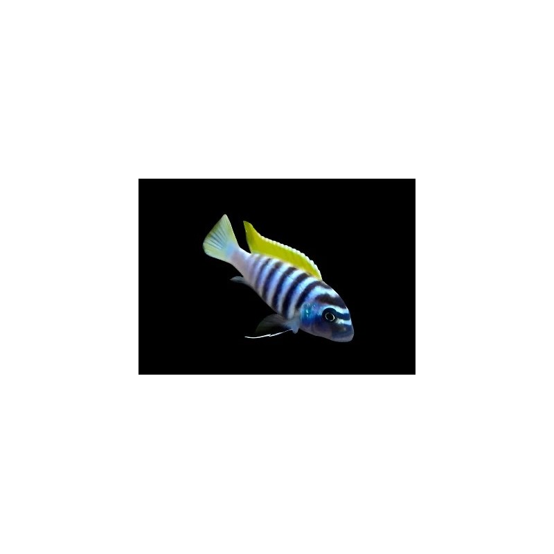 Cynotilapia afra jalo reef - 3 - 4 cm