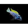 Cynotilapia afra jalo reef - 3 - 4 cm