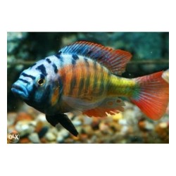 Cynotilapia afra mbamba - mpangha rock - 5 - 7 cm