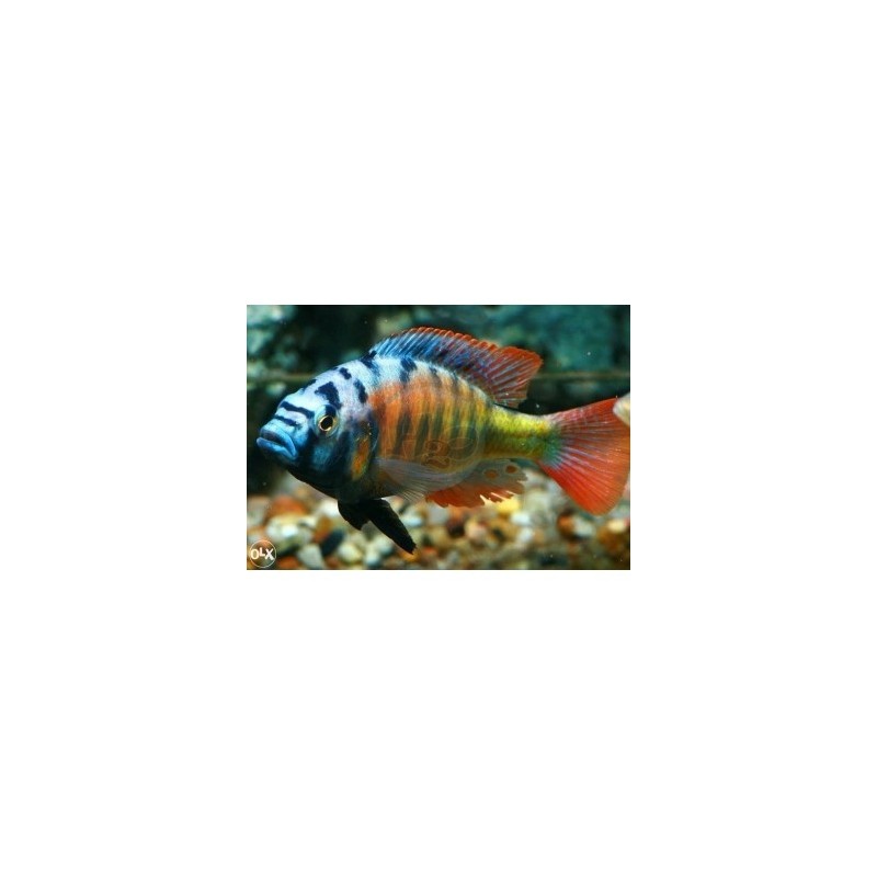 Cynotilapia afra mbamba - mpangha rock - 5 - 7 cm