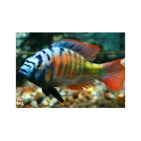 Cynotilapia afra mbamba - mpangha rock - 5 - 7 cm