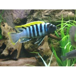 Cynotilapia afra red dorsal - 4 - 5 cm