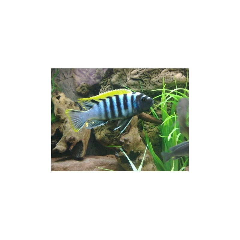 Cynotilapia afra red dorsal - 4 - 5 cm
