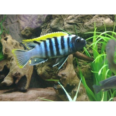 Cynotilapia afra red dorsal - 4 - 5 cm
