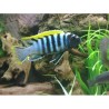 Cynotilapia afra red dorsal - 4 - 5 cm