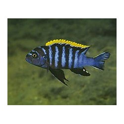 Cynotilapia afra red top - 4 - 5 cm