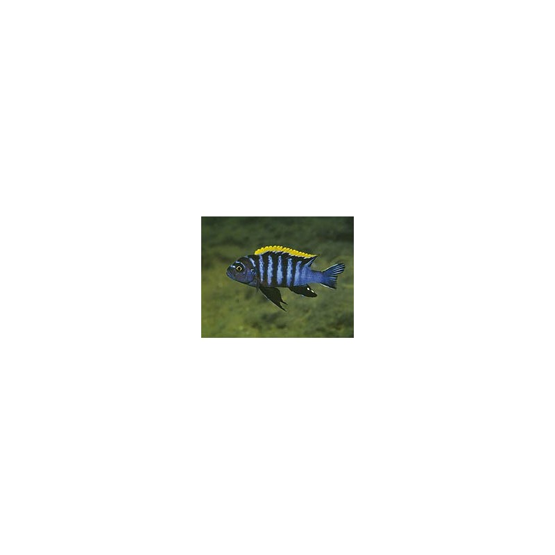 Cynotilapia afra red top - 4 - 5 cm