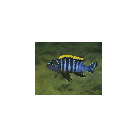 Cynotilapia afra red top - 4 - 5 cm