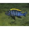 Cynotilapia afra red top - 4 - 5 cm