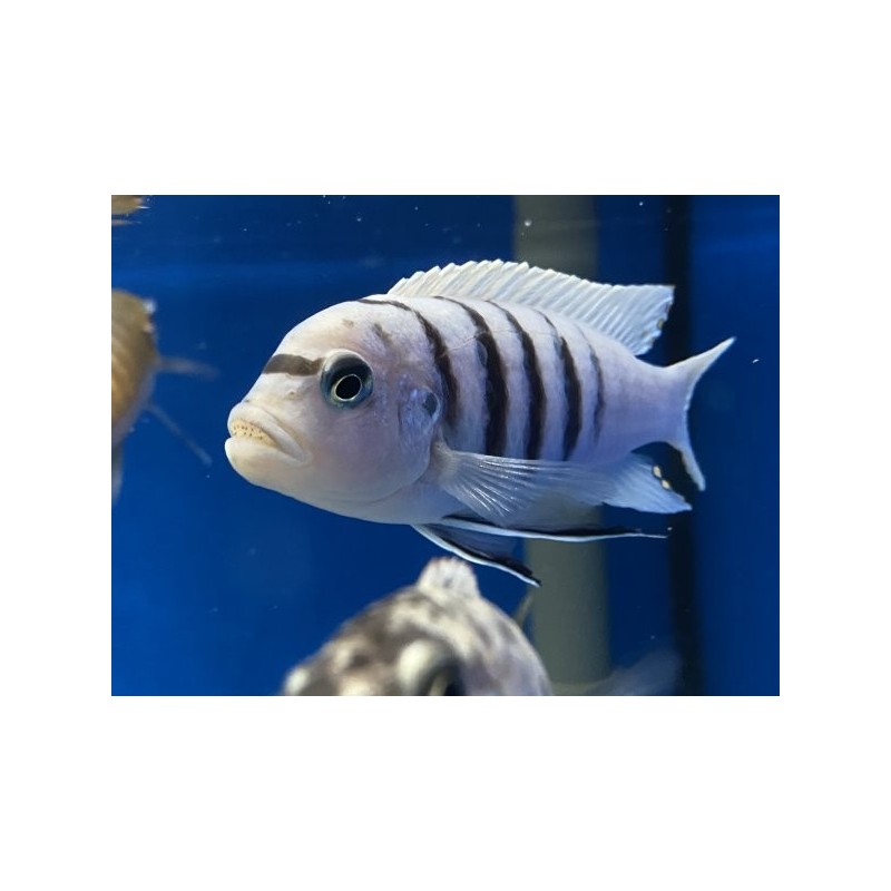 Cynotilapia afra white - 3 - 4 cm