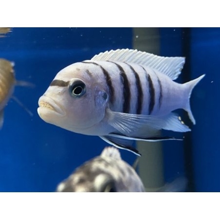 Cynotilapia afra white - 3 - 4 cm
