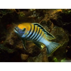 Cynotilapia afra yellow - 3.5 - 4.5 cm