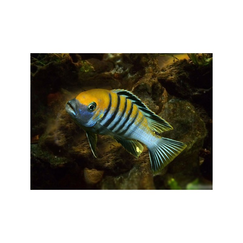 Cynotilapia afra yellow - 3.5 - 4.5 cm