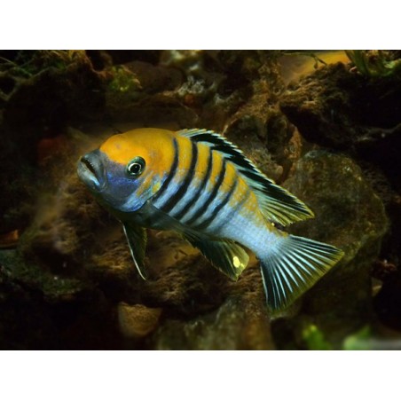 Cynotilapia afra yellow - 3.5 - 4.5 cm
