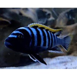 Cynotilapia fletti-red top - 3 - 4 cm
