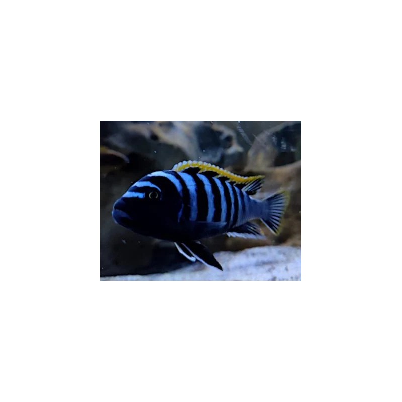 Cynotilapia fletti-red top - 3 - 4 cm