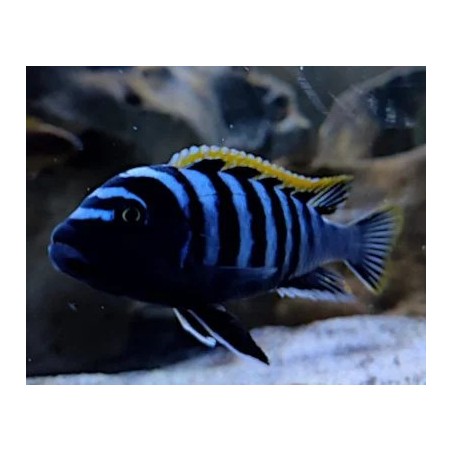 Cynotilapia fletti-red top - 3 - 4 cm