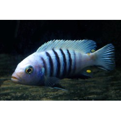 Cynotilapia pulpican - 4 - 5 cm