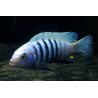 Cynotilapia pulpican - 4 - 5 cm
