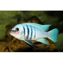 Cynotilapia sp. hara gallireya reef - 4 - 5 cm