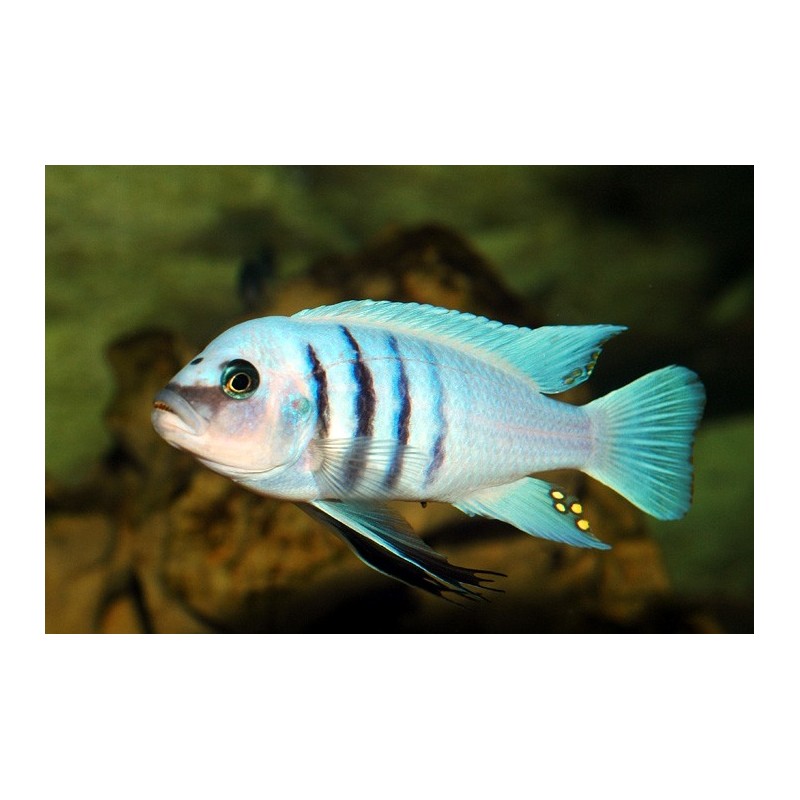 Cynotilapia sp. hara gallireya reef - 4 - 5 cm