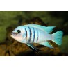 Cynotilapia sp. hara gallireya reef - 4 - 5 cm