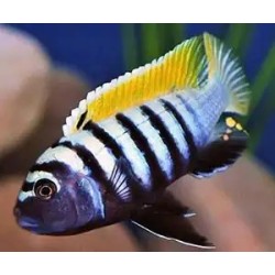 Cynotilapia sp. jalo jalo reef - 4 - 5 cm