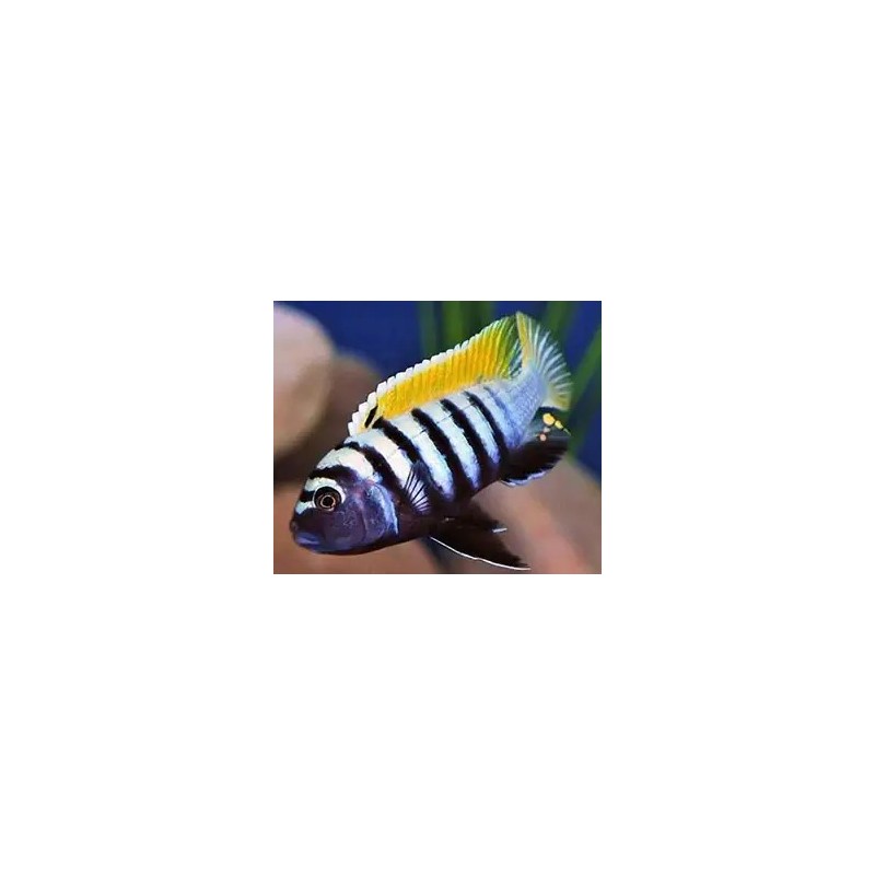 Cynotilapia sp. jalo jalo reef - 4 - 5 cm