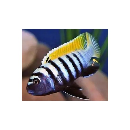 Cynotilapia sp. jalo jalo reef - 4 - 5 cm