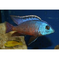 Cyrtocara boadzulu - 6 - 7 cm