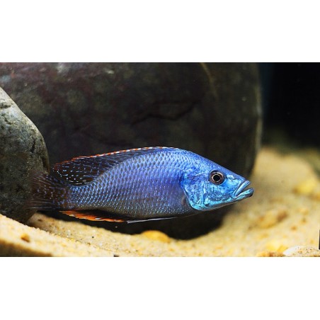 Dimidiochromis strigatus - 4 - 5 cm
