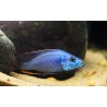 Dimidiochromis strigatus - 4 - 5 cm