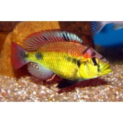 Haplochromis aeneocolor - 3 - 4 cm